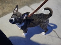 ASPEN- WI LITTER - Photo 1