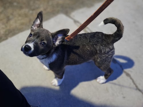 ASPEN- WI LITTER - Alaskan Malamute / Labrador Retriever available for adoption