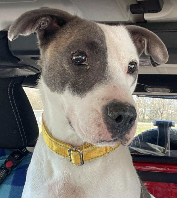 NANOOK - COMING SOON! - Unknown available for adoption