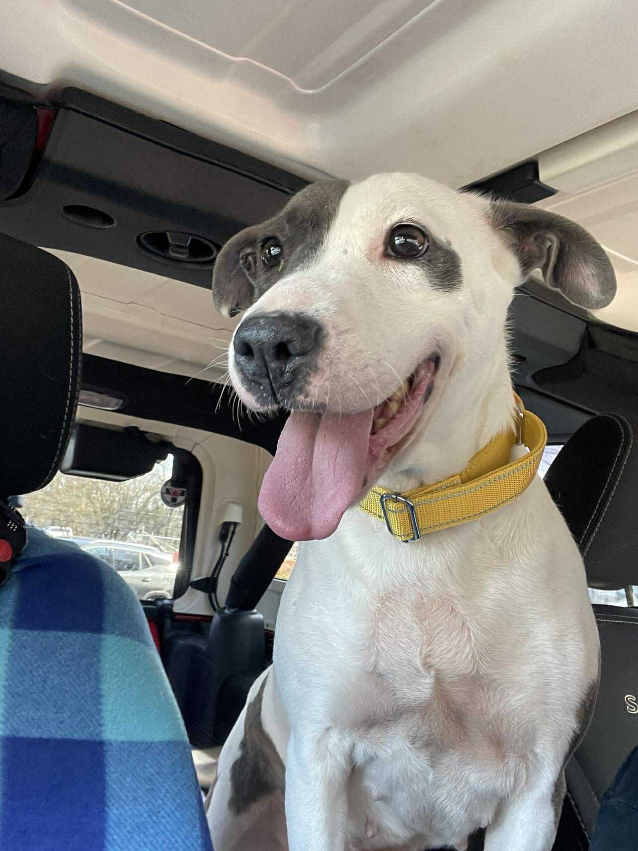 NANOOK - COMING SOON! - Unknown available for adoption