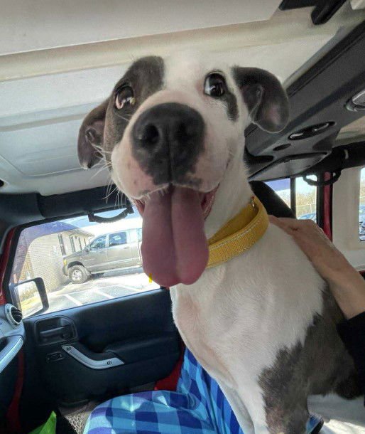 Nanook - coming soon! - Photo 4