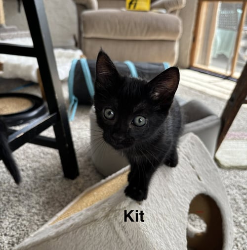 KIT - PRETTY WOMAN LITTER - Domestic Medium Hair available for adoption