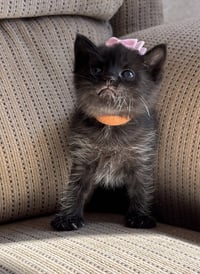 Kit - Pretty Woman Litter - Photo 5