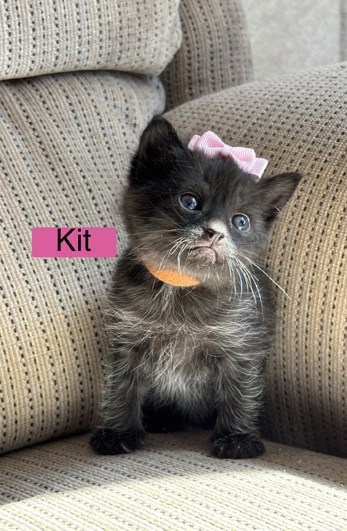 Kit - Pretty Woman Litter Image