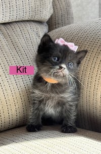 Kit - Pretty Woman Litter - Photo 1