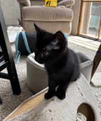 Kit - Pretty Woman Litter - Photo 3