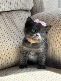 Kit - Pretty Woman Litter - Photo 4