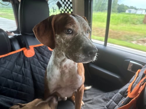 HAMMOND - COMING SOON! - Australian Cattle Dog/Blue Heeler / Hound available for adoption