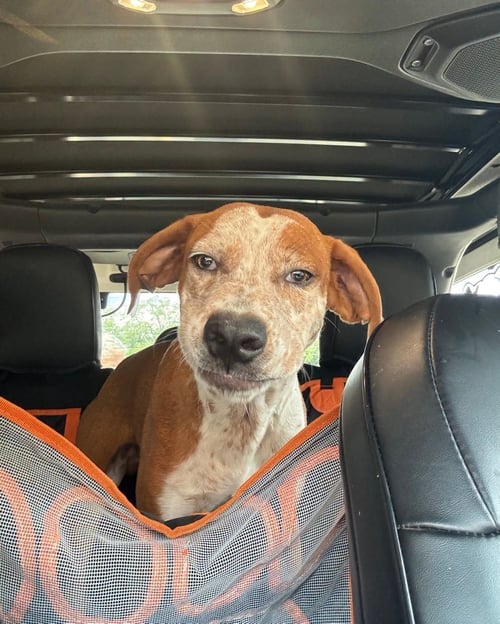 HAMMOND - COMING SOON! - Australian Cattle Dog/Blue Heeler / Hound available for adoption