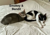 Bandit (bonded with Smokey) - Photo 1
