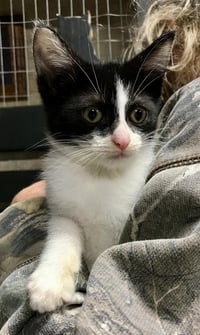 Bandit (bonded with Smokey) - Photo 2