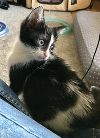 Bandit (bonded with Smokey) - Photo 3