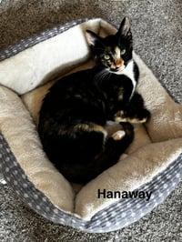 Hanaway - Photo 1