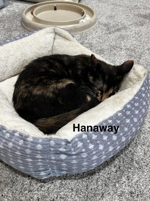 HANAWAY - Calico available for adoption