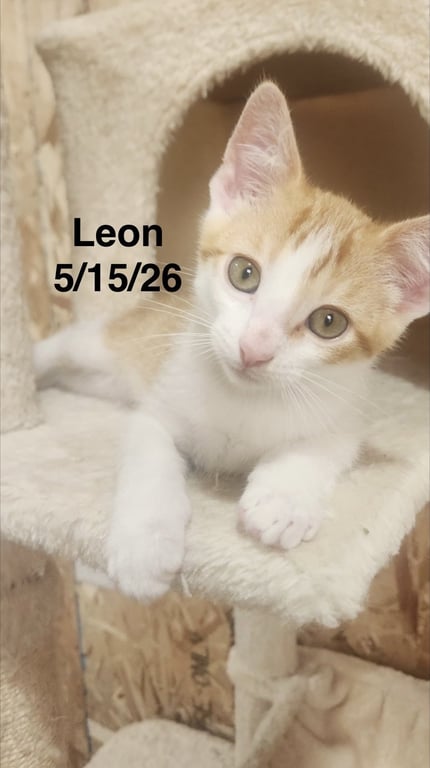 Leon Image