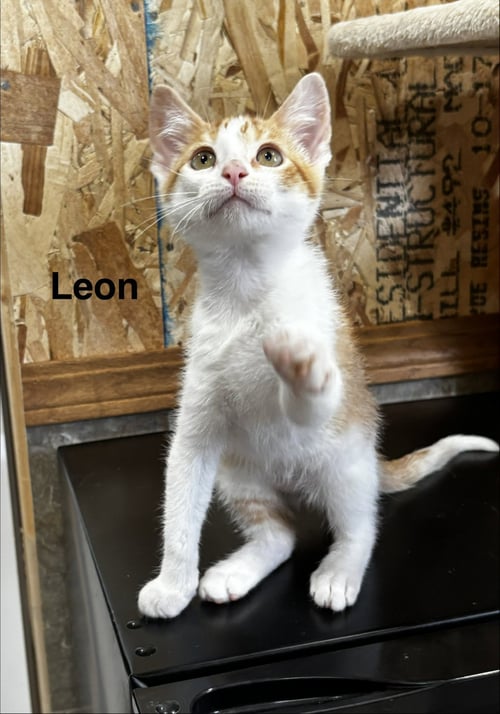 LEON - Tabby available for adoption