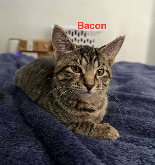 BACON - Tabby / Domestic Short Hair available for adoption