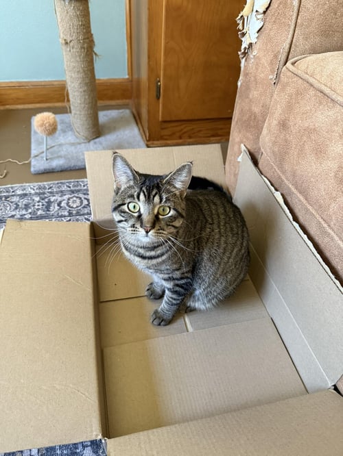 BACON - Tabby / Domestic Short Hair available for adoption