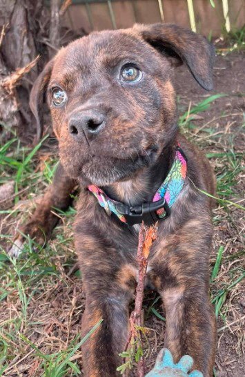 WILLY - Rottweiler available for adoption