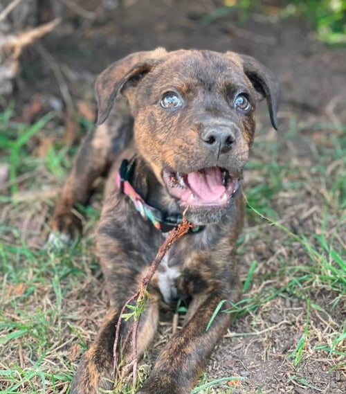 WILLY - Rottweiler available for adoption