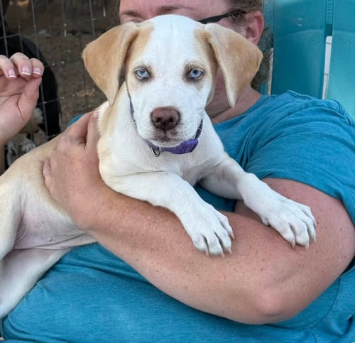 CANDY - Labrador Retriever available for adoption