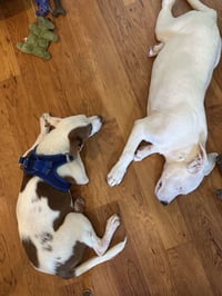 Gilligan - Gilligan Island Litter - Photo 3
