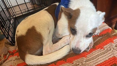 GILLIGAN - GILLIGAN ISLAND LITTER - Australian Cattle Dog/Blue Heeler / Italian Greyhound available for adoption