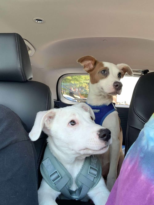 GILLIGAN - GILLIGAN ISLAND LITTER - Australian Cattle Dog/Blue Heeler / Italian Greyhound available for adoption
