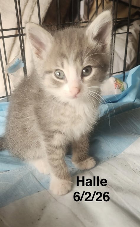 Halle Image