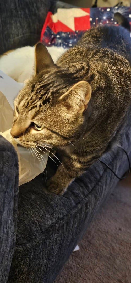 BREEZEWAY - Tabby available for adoption