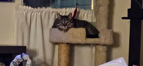BREEZEWAY - Tabby available for adoption