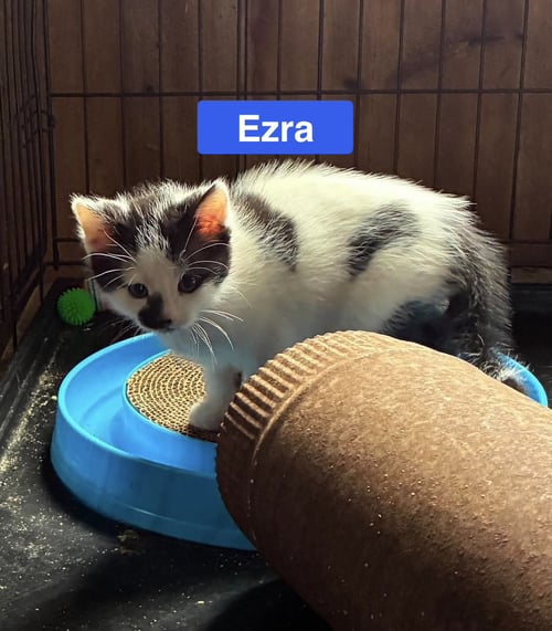 EZRA - THE JAN LITTER - Domestic Short Hair available for adoption
