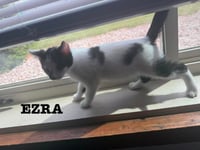 Ezra - The Jan Litter - Photo 3