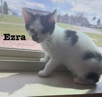 Ezra - The Jan Litter - Photo 1
