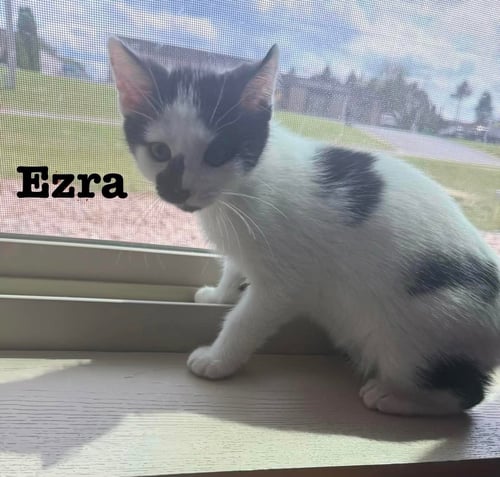 EZRA - THE JAN LITTER - Domestic Short Hair available for adoption