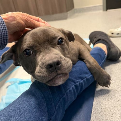 ASH - COMING SOON! - American Staffordshire Terrier available for adoption
