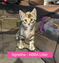 Agnetha - ABBA Litter - Photo 3