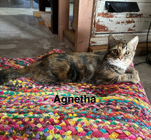 AGNETHA - ABBA LITTER - Dilute Calico available for adoption