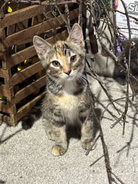 Agnetha - ABBA Litter - Photo 4