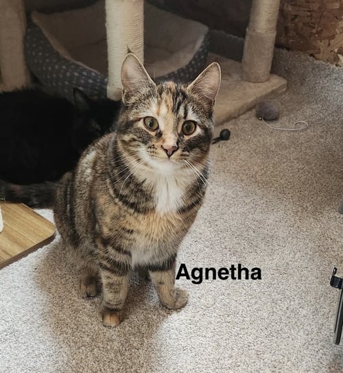 AGNETHA - ABBA LITTER - Dilute Calico available for adoption