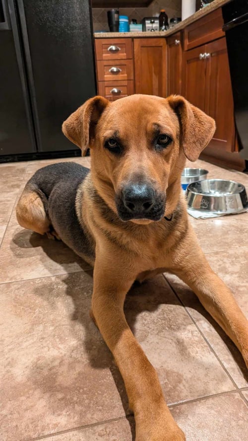 ARCHER - COMING SOON! - Hound available for adoption