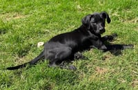 Boone - Photo 2