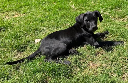 BOONE - Black Labrador Retriever available for adoption