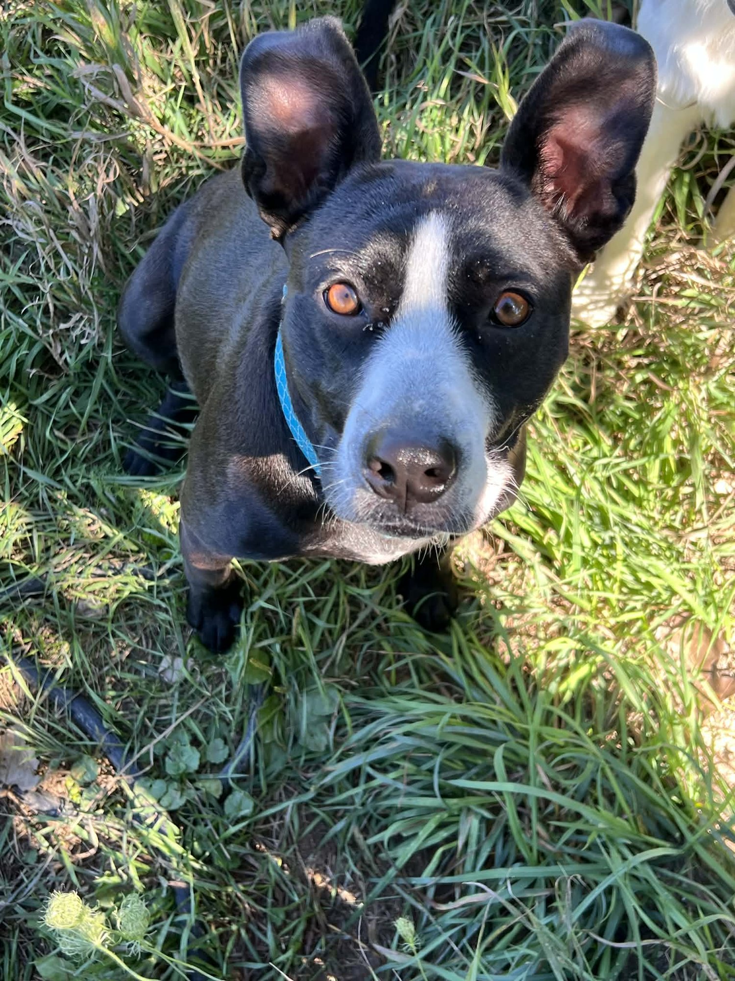 CASHMERE - COURTESY POST - Terrier available for adoption