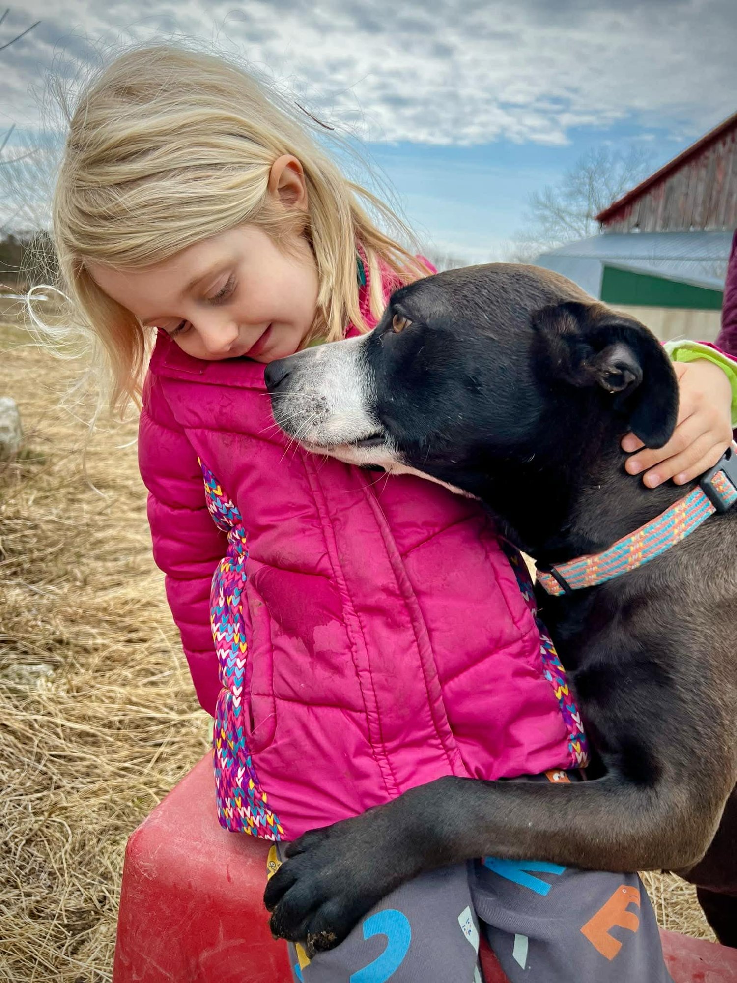 CASHMERE - COURTESY POST - Terrier available for adoption