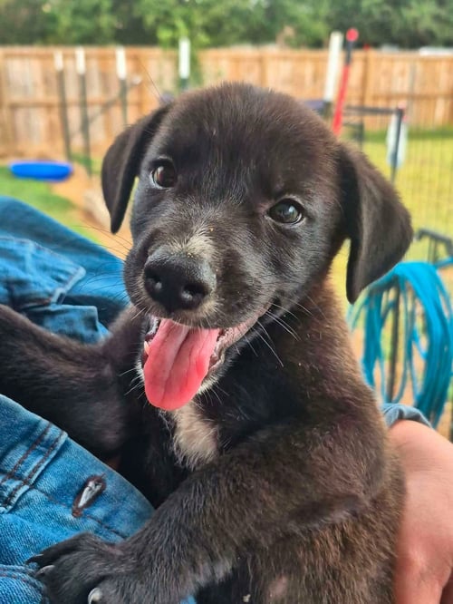 DOLLY - Border Collie available for adoption