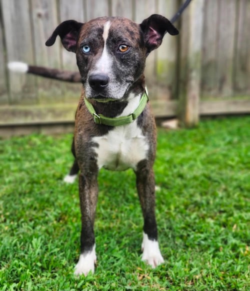 LUKE - Catahoula Leopard Dog / Husky available for adoption