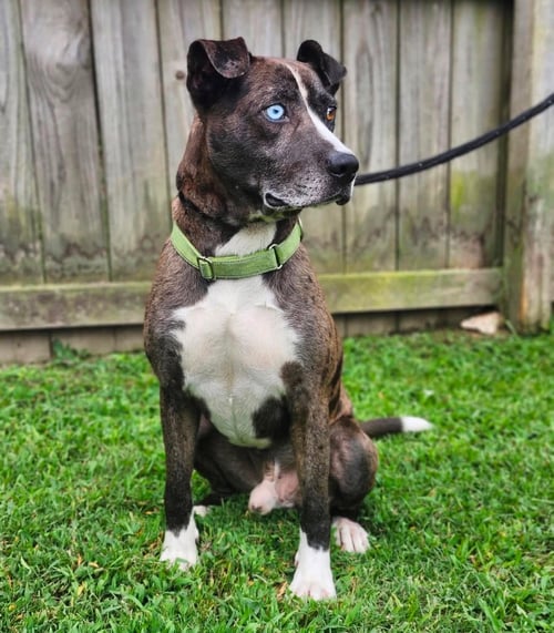 LUKE - Catahoula Leopard Dog / Husky available for adoption