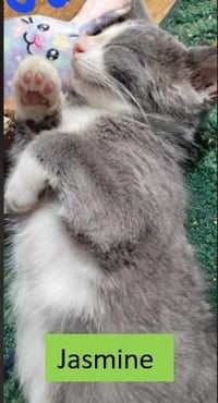 Jasmine - Disney Litter - Photo 3