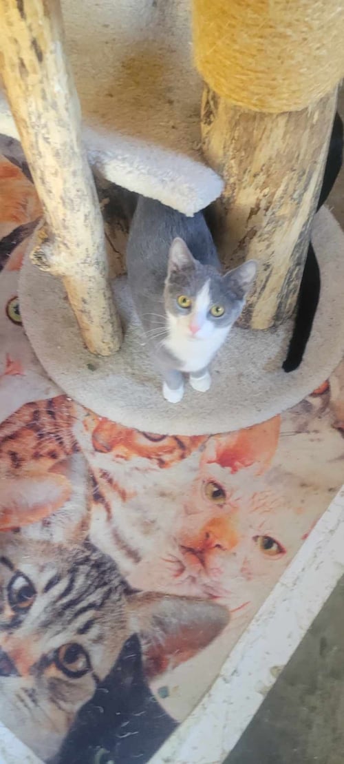 JASMINE - DISNEY LITTER - Domestic Short Hair available for adoption